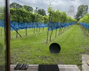Foto veluwse wijnhoeve