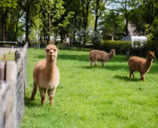 Spaghettiii camping t Eind pixie 107