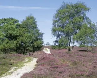 Holterbergheide