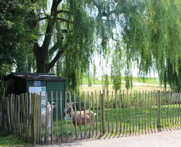Geitenweide