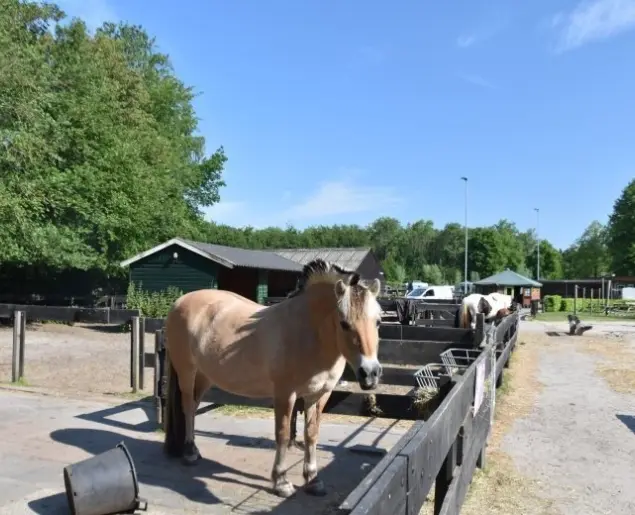 Paarden