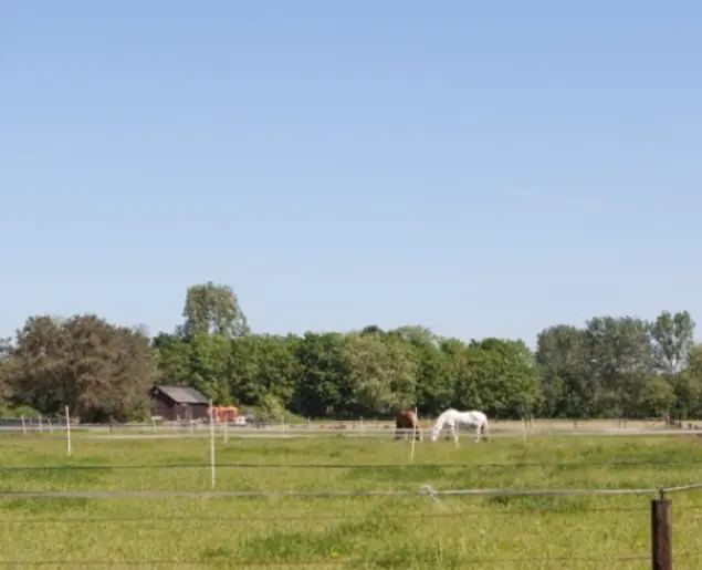 Paard1
