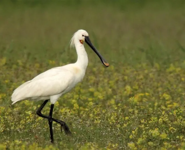 Vakantiepark de krim trekkershut texelse natuur lepelaar