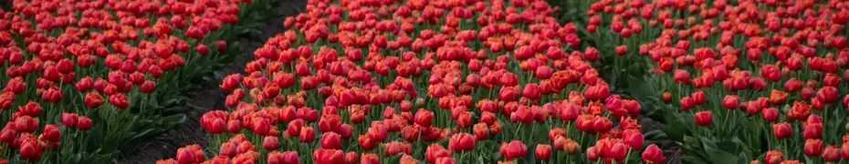 Advertentie De Tulpenweide